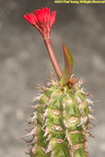 cactus flower